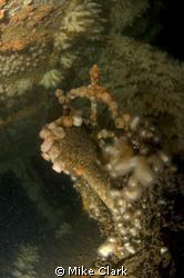Alternate steering on new found wreck Exmouth. 48 metres ... by Mike Clark 